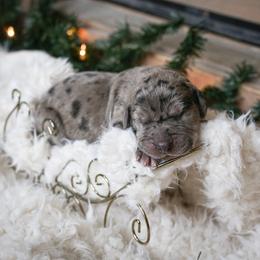 Great Dane Puppies from Pepper Mae Danes