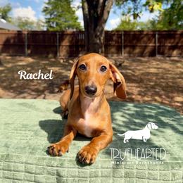 Rachel - Red female Dachshund puppy in Royse City, Texas from Truehearted Miniature Dachshunds