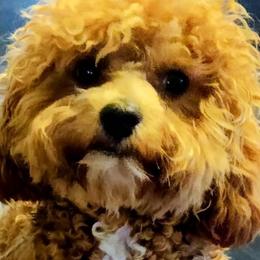 Cavapoos, Goldendoodles, and Poodles from Halo's Heroes Doodles