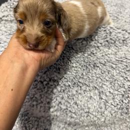 Belle - Dapple female Dachshund puppy in Magnolia, Texas from Carrie’s Countryside Dachshunds