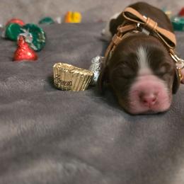 Godiva - Tri-Roan female English Springer Spaniel puppy in Cookeville, Tennessee from Krossroads Kennel