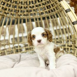 BUTTERBALL - Chocolate male Cavalier King Charles Spaniel puppy in Jackson, Ohio from The Cavaliers at EAP Acres