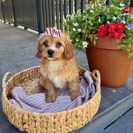 Miranda - Cream female Cavapoo puppy in Bozrah, Connecticut from Cedar Creek Farm