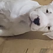 Dogo Argentino Puppies from Amy Collins