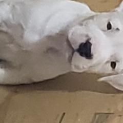 Dogo Argentino Puppies from Amy Collins