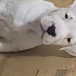 Dogo Argentino Puppies from Amy Collins