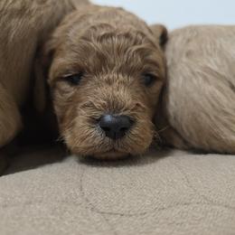 Theo - Red  male Goldendoodle puppy in Crawfordsville, Indiana from Winding Creek Ranch Doodles