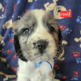 Rowlf - Black and white male English Springer Spaniel puppy in Brodhead, Wisconsin from Pinwheel Acres