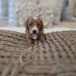 Gray Collar - Red  male Goldendoodle puppy in Somerville, Alabama from Southern Enchanted Doodles