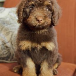 Meatlug - Red phantom female Aussiedoodle puppy in Mountain Home, Arkansas from Amos and Oak Doodles