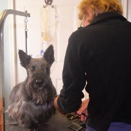 Scottish Terrier Puppies from Herron's Sandhills Scotties