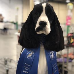 English Springer Spaniels from RuffHouser English Springer Spaniels