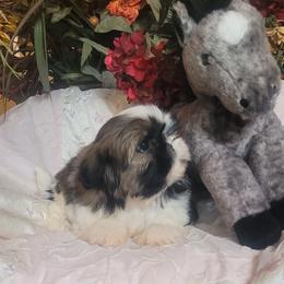Lil Angel - Red and white female Shih Tzu puppy in Ontario, Oregon from Keeper of the Stars