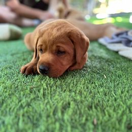 Rusty - Yellow male Labrador Retriever puppy in Pilot Hill, California from Houston Labradors