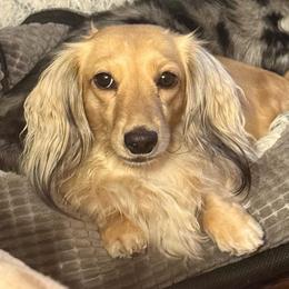 Bellamy - Dachshund
