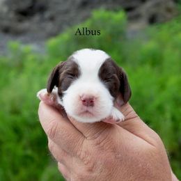 Albus - Liver and white male English Springer Spaniel puppy in Manchester, Kentucky from Appalachian Kennels