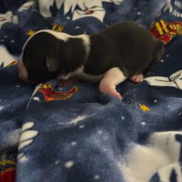 Girl 1 - Black tri female Miniature Australian Shepherd puppy in Murfreesboro, Tennessee from Skye’s Waggin’ Aussies