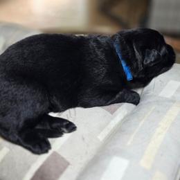 Ryatt - Black male German Shepherd puppy in Altoona, Florida from Blue Line Shepherds