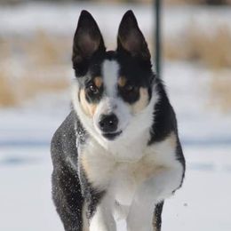Border Collies from Green River Ranch Border Collies