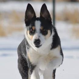Border Collies from Green River Ranch Border Collies