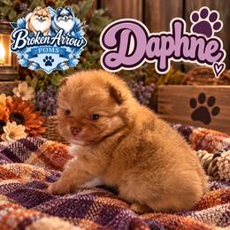 Daphne - Wolf sable female Pomeranian puppy in Sandia, Texas from Broken Arrow Poms