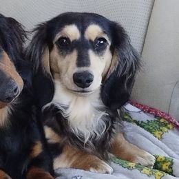 Dachshunds from Sally Styring