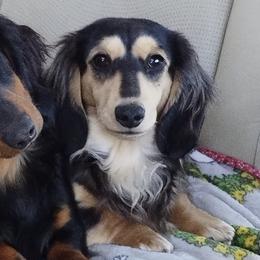 Dachshunds from Sally Styring