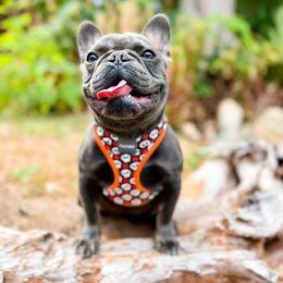 Beth - French Bulldog