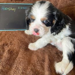 Hershey - Tri-color male Cavalier King Charles Spaniel puppy in Corona, California from Kelton Cavaliers