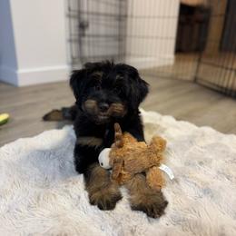 Cheddar - female Bernedoodle puppy in Sharpsburg, Georgia from Steindoodles