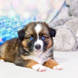 Firefly :  Girl 3 - Black tri female Miniature Australian Shepherd puppy in Orlando, Florida from iHeart Mini Aussies