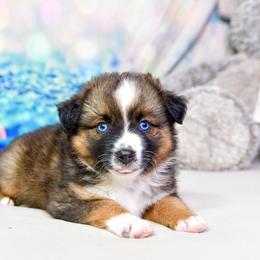 Firefly :  Girl 3 - Black tri female Miniature Australian Shepherd puppy in Orlando, Florida from iHeart Mini Aussies