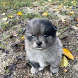 Storm - Blue merle male Pomeranian puppy in Raymondville, Missouri from Pampered Pomskies