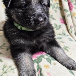 Boy 5 - Black and tan male German Shepherd puppy in Allentown, Pennsylvania from VMH Shepherds