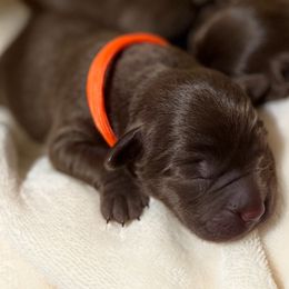 Orange - Chocolate male Labrador Retriever puppy in Huntington, Texas from Soggy Bottom Retrievers