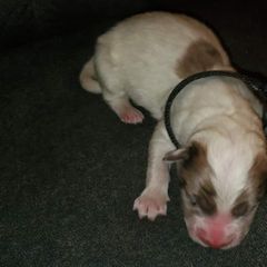 Sporty Mix Puppies from Eternal Symmetry
