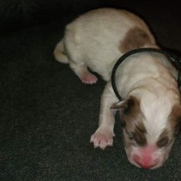 Sporty Mix Puppies from Eternal Symmetry