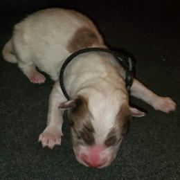 Sporty Mix Puppies from Eternal Symmetry