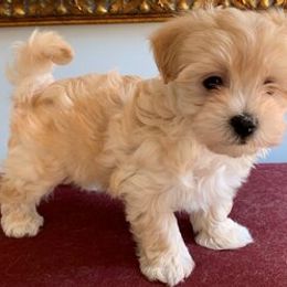 Havanese Puppies from Col-Haven Havanese