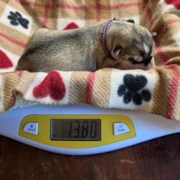 1 Purple - Gray and white female Siberian Husky puppy in Dane, Wisconsin from Sunny Hurricane Siberians