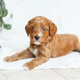 Milo - Red male Cavapoo puppy in Atglen, Pennsylvania from Smokey Hollow Puppies
