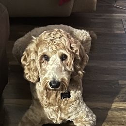 Hank - Goldendoodle