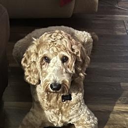 Hank - Goldendoodle