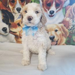 Poe - Parti male Poodle puppy in Cleburne, Texas from Lone Star Standard Poodles LLC