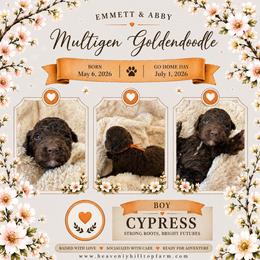 1. CYPRESS - ORANGE COLLAR BOY - Chocolate male Goldendoodle puppy in Charlo, Montana from Heavenly Hilltop Farm