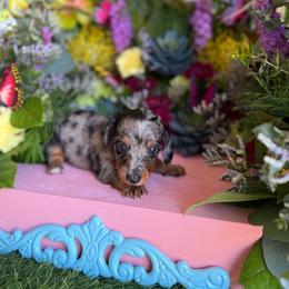 Silver dapple male long hair - Dapple male Dachshund puppy in Wills Point, Texas from East Mini Dachshunds Texas