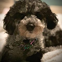 Zephyr - Merle male Shichon puppy in Grand Rapids, Michigan from Great Lakes Teddy Bear Dogs