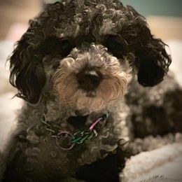 Zephyr - Merle male Shichon puppy in Grand Rapids, Michigan from Great Lakes Teddy Bear Dogs