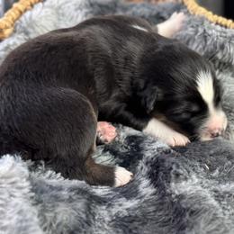 Boy 4 - Black tri-color male Australian Shepherd puppy in Volant, Pennsylvania from Addie's Aussies