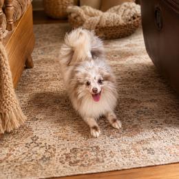 Jack - Pomeranian